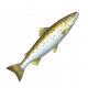 大西洋鮭-icon.png