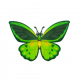 綠鳥翼鳳蝶-icon.png