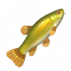 丁鱖-icon.png