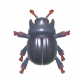 蒂菲糞金龜-icon.png