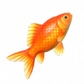 金魚
