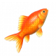 金魚-icon.png