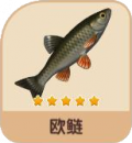 金槍魚
