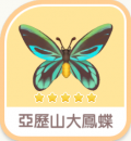 亞歷山大鳳蝶