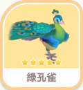 綠孔雀