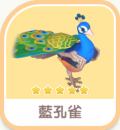 藍孔雀