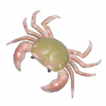 溪蟹