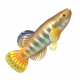 斑條鏘魚-icon.png