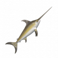劍魚