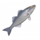 海鱸魚-icon.png