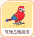 紅綠金剛鸚鵡