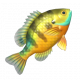 藍鰓太陽魚-icon.png