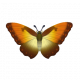 太陽閃蝶-icon.png