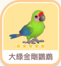 大綠金剛鸚鵡