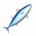 鰹魚