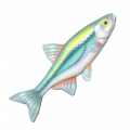 擬白魚