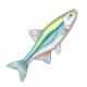 擬白魚-icon.png