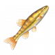 米諾魚-icon.png