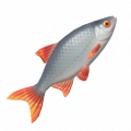 紅眼魚