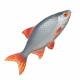 紅眼魚-icon.png