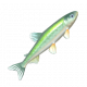 胡瓜魚-icon.png