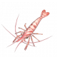 海蝦-icon.png
