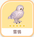 雪鴞
