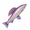 茴魚
