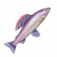茴魚-icon.png