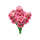 風信子-icon.png