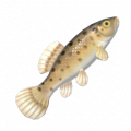 蔭魚