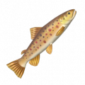鱒魚