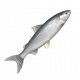 真白鮭-icon.png
