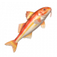 縱帶羊魚-icon.png