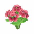 天竺葵