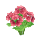 天竺葵-icon.png