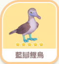 藍腳鰹鳥