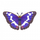 紫閃蛺蝶-icon.png