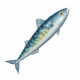 大西洋鯖-icon.png