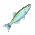 歐白魚