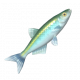 歐白魚-icon.png