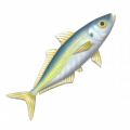 竹莢魚