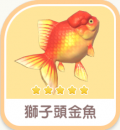 獅子頭金魚