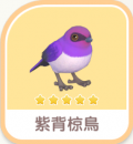 紫背椋鳥