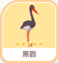 黑鸛