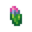 太阳稻米种子.png
