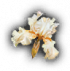 白色鸢尾花.png