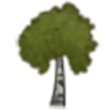 桦树的缩略图.png