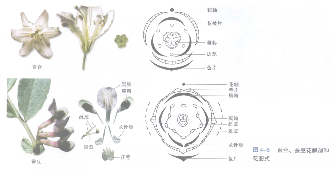 植物学-百合、蚕豆花解剖和花图式.png
