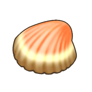 珍贵的贝壳.png
